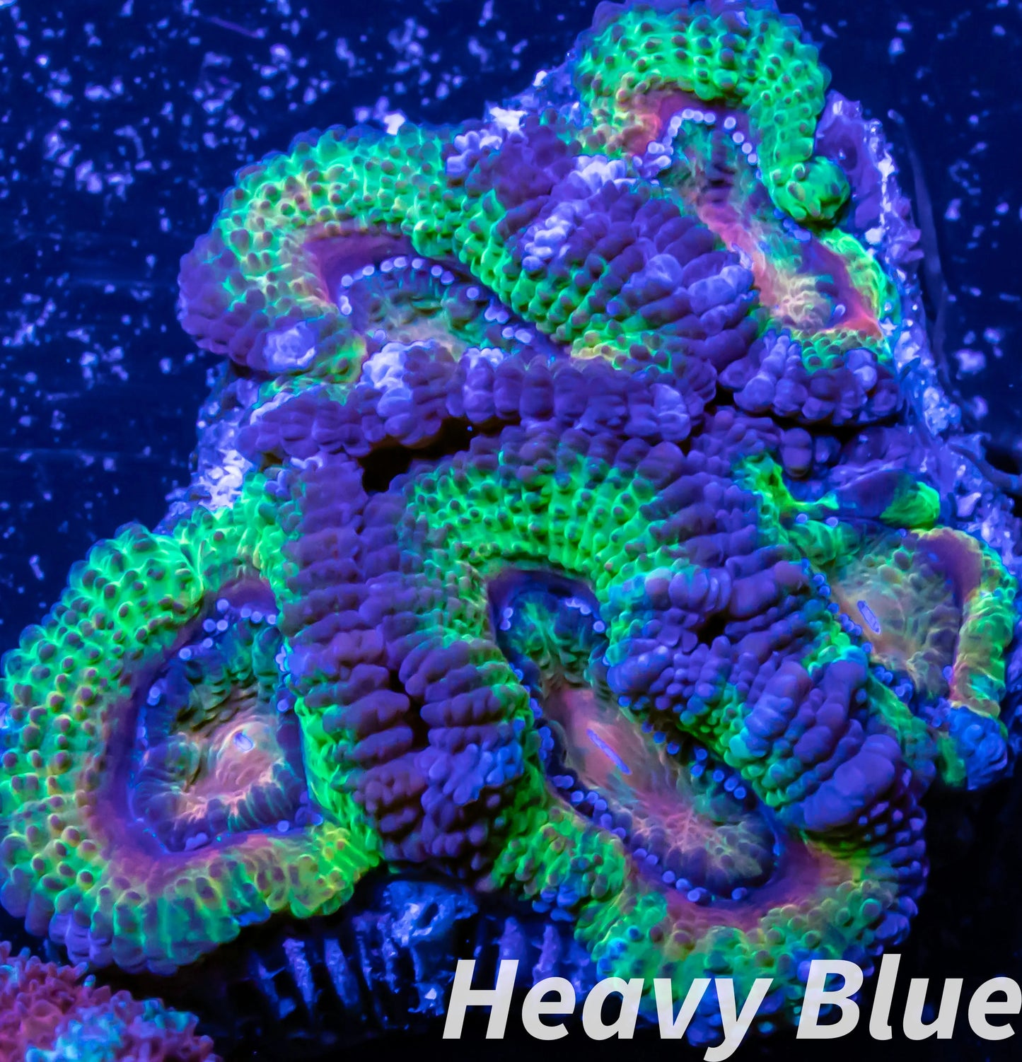 LPS -Acan- Lord- lordhowensis -Micromussa  Ultra Acan WYSIWYG 4cm LPS -Acan- Lord- lordhowensis -Micromussa  Ultra Acan WYSIWYG 4cm LPS LPS -Acan- Lord- lordhowensis -Micromussa  Ultra Acan WYSIWYG 4cm Zeo Box Reef