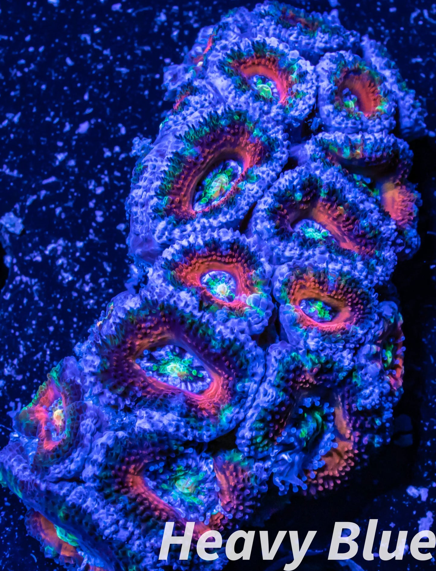 LPS -Acan- Lord- lordhowensis -Micromussa  Ultra Acan WYSIWYG 4cm LPS -Acan- Lord- lordhowensis -Micromussa  Ultra Acan WYSIWYG 4cm LPS LPS -Acan- Lord- lordhowensis -Micromussa  Ultra Acan WYSIWYG 4cm Zeo Box Reef