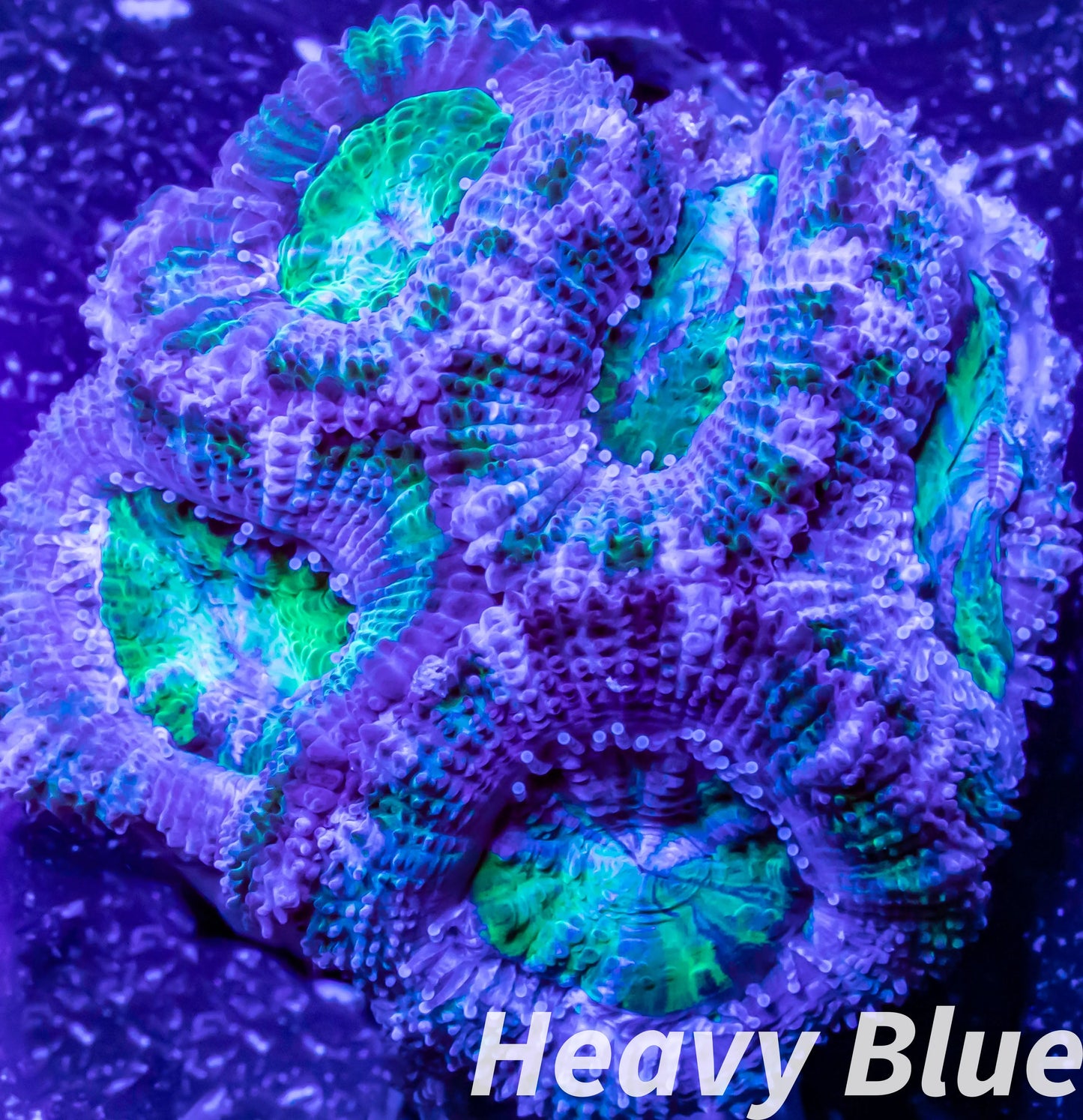 LPS -Acan- Lord- lordhowensis -Micromussa  Ultra Acan WYSIWYG 4cm LPS -Acan- Lord- lordhowensis -Micromussa  Ultra Acan WYSIWYG 4cm LPS LPS -Acan- Lord- lordhowensis -Micromussa  Ultra Acan WYSIWYG 4cm Zeo Box Reef