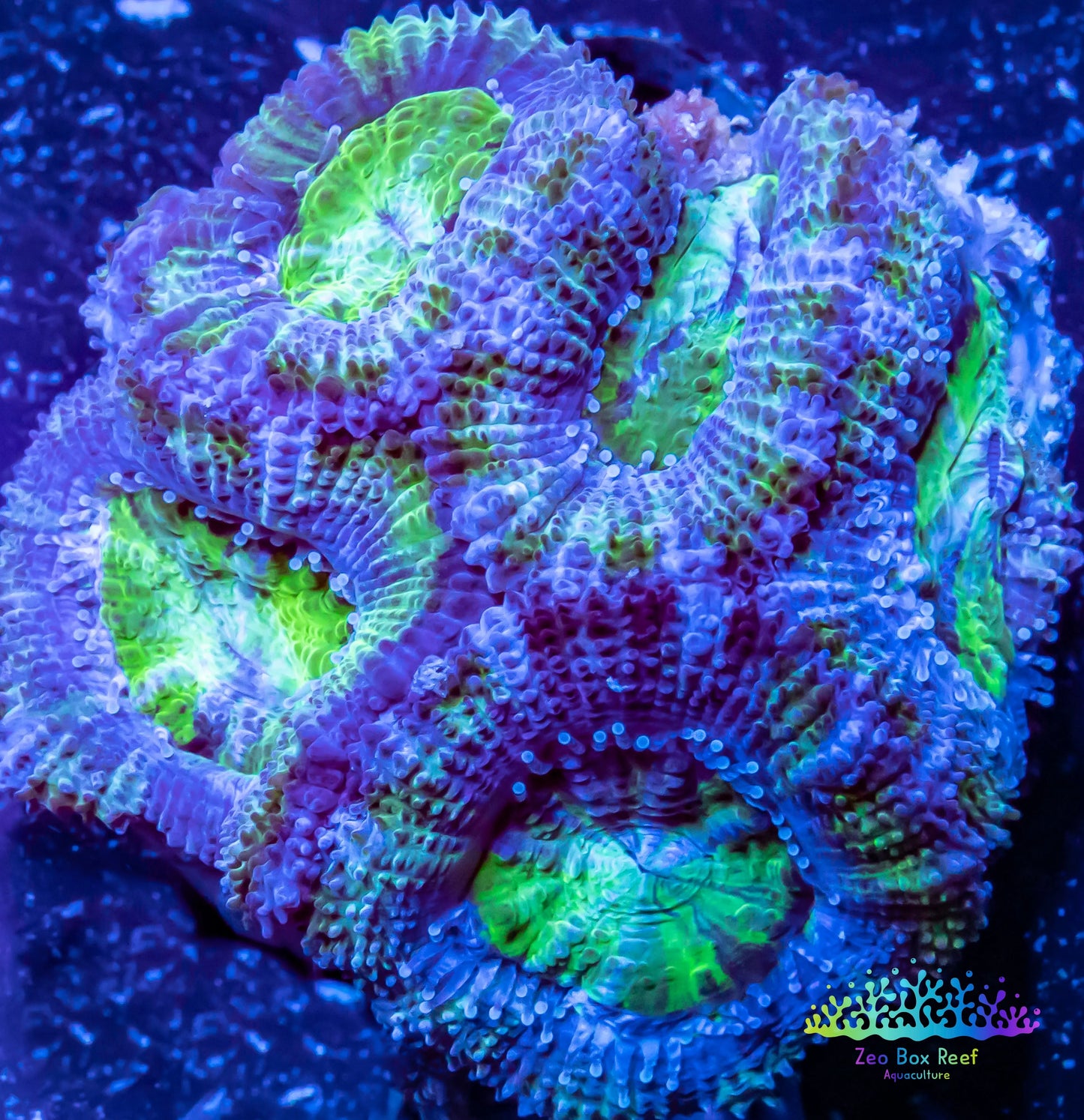 LPS -Acan- Lord- lordhowensis -Micromussa  Ultra Acan WYSIWYG 4cm LPS -Acan- Lord- lordhowensis -Micromussa  Ultra Acan WYSIWYG 4cm LPS LPS -Acan- Lord- lordhowensis -Micromussa  Ultra Acan WYSIWYG 4cm Zeo Box Reef