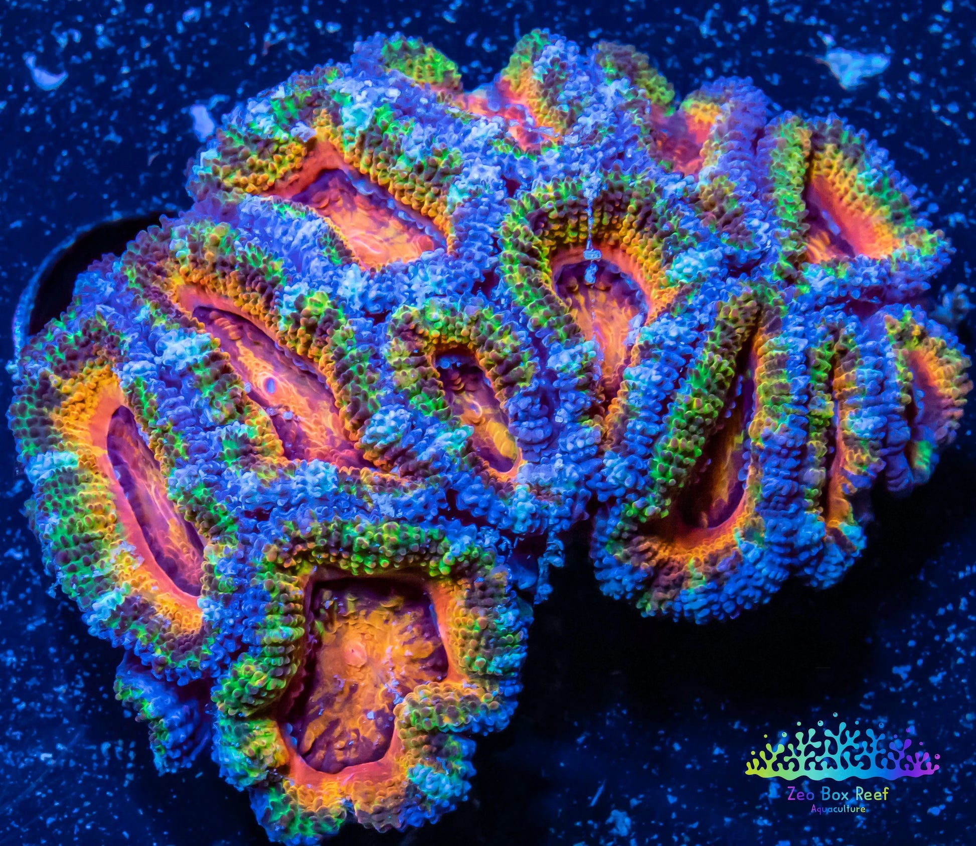 LPS -Acan- Lord- lordhowensis -Micromussa  Ultra Acan WYSIWYG 4cm LPS -Acan- Lord- lordhowensis -Micromussa  Ultra Acan WYSIWYG 4cm LPS LPS -Acan- Lord- lordhowensis -Micromussa  Ultra Acan WYSIWYG 4cm Zeo Box Reef