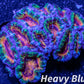 LPS -Acan- Lord- lordhowensis -Micromussa  Ultra Acan WYSIWYG 4cm LPS -Acan- Lord- lordhowensis -Micromussa  Ultra Acan WYSIWYG 4cm LPS LPS -Acan- Lord- lordhowensis -Micromussa  Ultra Acan WYSIWYG 4cm Zeo Box Reef