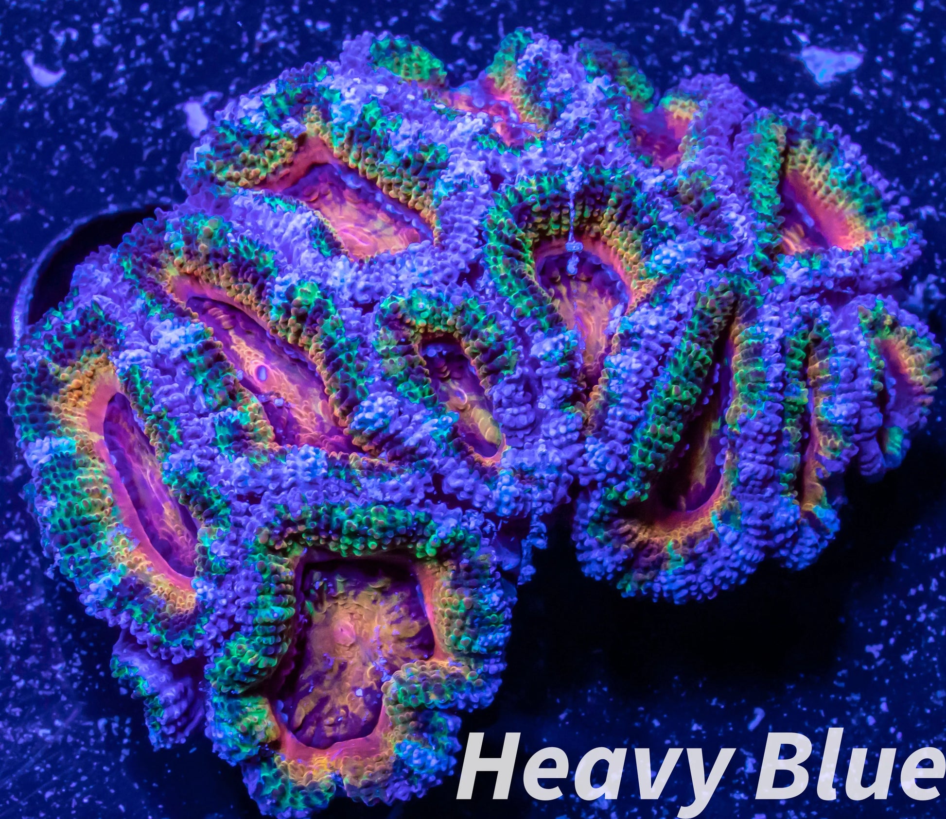 LPS -Acan- Lord- lordhowensis -Micromussa  Ultra Acan WYSIWYG 4cm LPS -Acan- Lord- lordhowensis -Micromussa  Ultra Acan WYSIWYG 4cm LPS LPS -Acan- Lord- lordhowensis -Micromussa  Ultra Acan WYSIWYG 4cm Zeo Box Reef