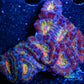 LPS -Acan- Lord- lordhowensis -Micromussa  Ultra Acan WYSIWYG 4cm LPS -Acan- Lord- lordhowensis -Micromussa  Ultra Acan WYSIWYG 4cm LPS LPS -Acan- Lord- lordhowensis -Micromussa  Ultra Acan WYSIWYG 4cm Zeo Box Reef