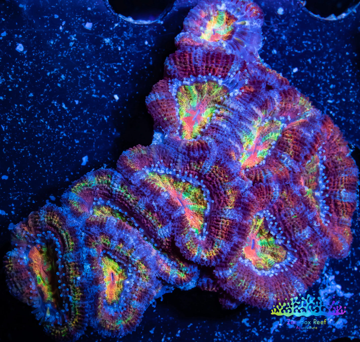 LPS -Acan- Lord- lordhowensis -Micromussa  Ultra Acan WYSIWYG 4cm LPS -Acan- Lord- lordhowensis -Micromussa  Ultra Acan WYSIWYG 4cm LPS LPS -Acan- Lord- lordhowensis -Micromussa  Ultra Acan WYSIWYG 4cm Zeo Box Reef