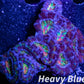 LPS -Acan- Lord- lordhowensis -Micromussa  Ultra Acan WYSIWYG 4cm LPS -Acan- Lord- lordhowensis -Micromussa  Ultra Acan WYSIWYG 4cm LPS LPS -Acan- Lord- lordhowensis -Micromussa  Ultra Acan WYSIWYG 4cm Zeo Box Reef