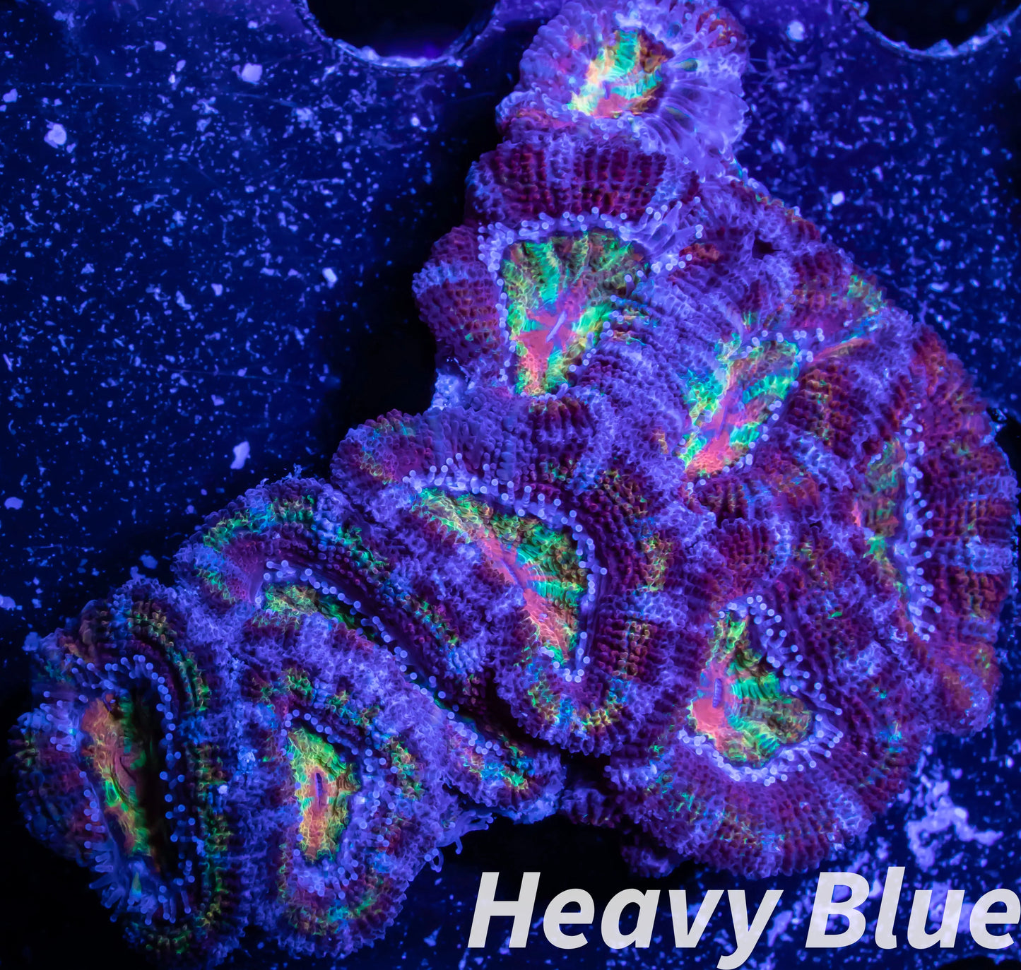 LPS -Acan- Lord- lordhowensis -Micromussa  Ultra Acan WYSIWYG 4cm LPS -Acan- Lord- lordhowensis -Micromussa  Ultra Acan WYSIWYG 4cm LPS LPS -Acan- Lord- lordhowensis -Micromussa  Ultra Acan WYSIWYG 4cm Zeo Box Reef