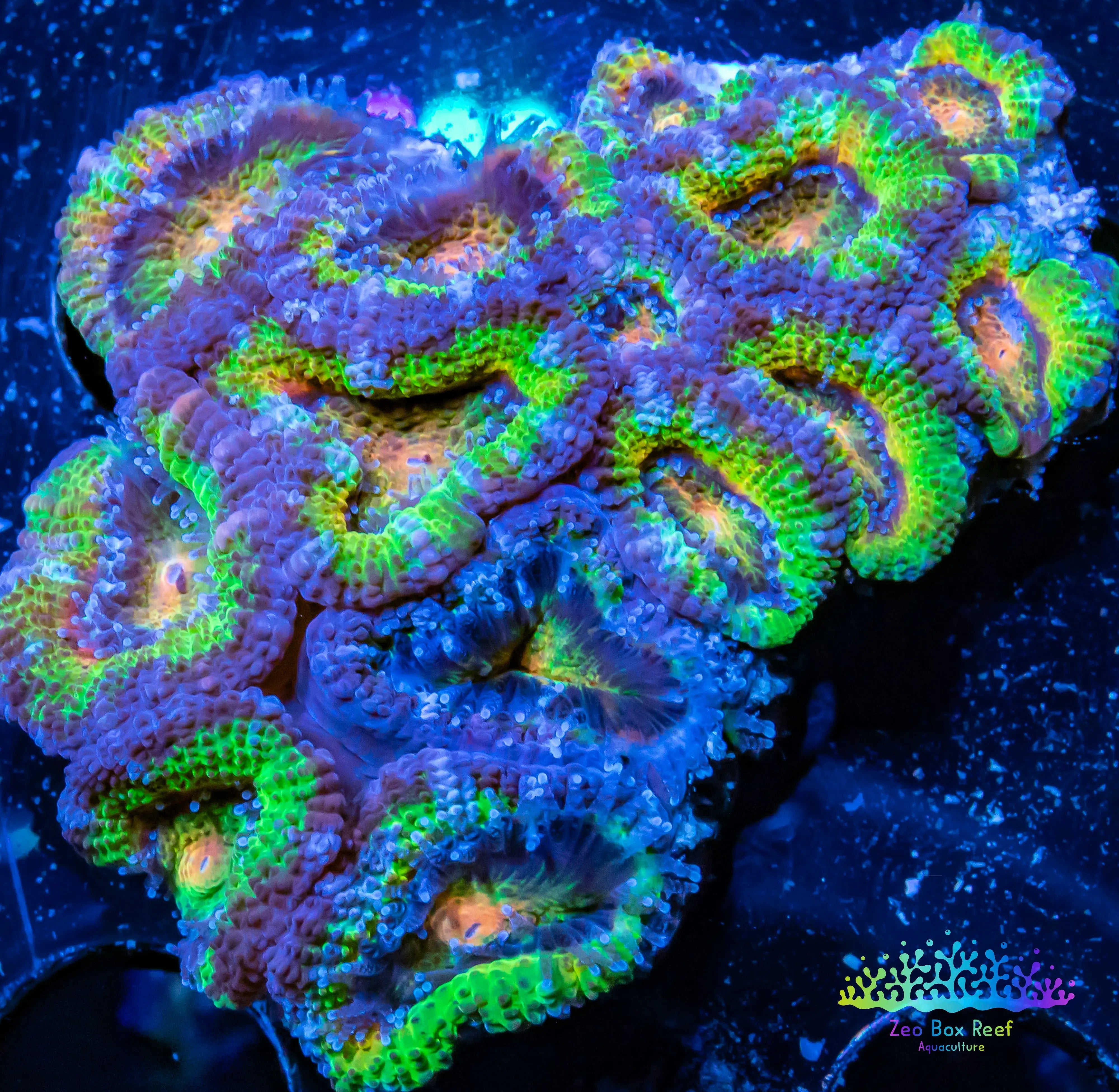 LPS -Acan- Lord- lordhowensis -Micromussa Ultra Acan WYSIWYG 4cm – Zeo ...