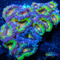 LPS -Acan- Lord- lordhowensis -Micromussa  Ultra Acan WYSIWYG 5cm LPS -Acan- Lord- lordhowensis -Micromussa  Ultra Acan WYSIWYG 5cm LPS LPS -Acan- Lord- lordhowensis -Micromussa  Ultra Acan WYSIWYG 5cm Zeo Box Reef