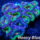 LPS -Acan- Lord- lordhowensis -Micromussa  Ultra Acan WYSIWYG 5cm LPS -Acan- Lord- lordhowensis -Micromussa  Ultra Acan WYSIWYG 5cm LPS LPS -Acan- Lord- lordhowensis -Micromussa  Ultra Acan WYSIWYG 5cm Zeo Box Reef