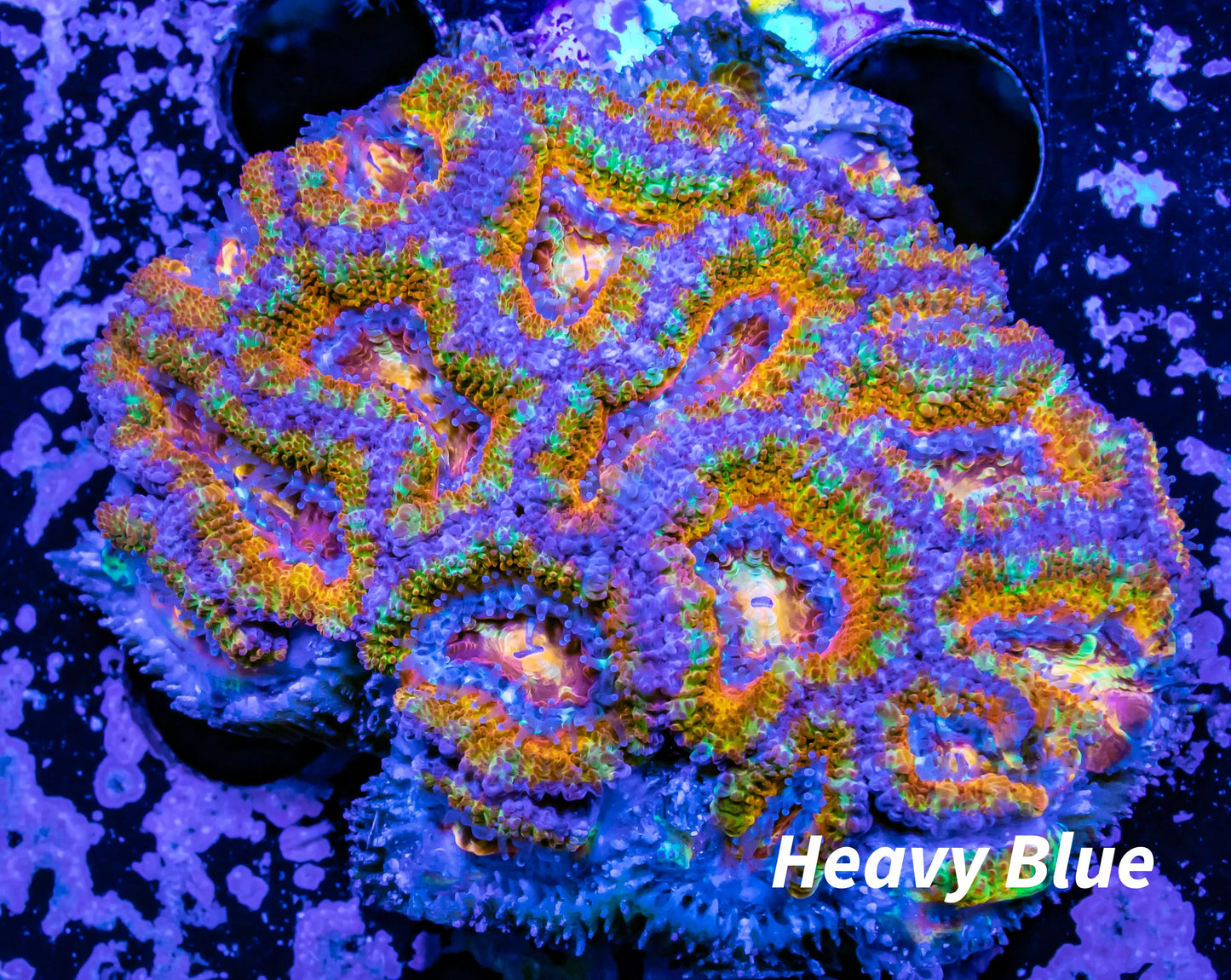 LPS -Acan- Lord- lordhowensis -Micromussa  Ultra Acan WYSIWYG 6cm LPS -Acan- Lord- lordhowensis -Micromussa  Ultra Acan WYSIWYG 6cm LPS LPS -Acan- Lord- lordhowensis -Micromussa  Ultra Acan WYSIWYG 6cm Zeo Box Reef