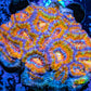 LPS -Acan- Lord- lordhowensis -Micromussa  Ultra Acan WYSIWYG 6cm LPS -Acan- Lord- lordhowensis -Micromussa  Ultra Acan WYSIWYG 6cm LPS LPS -Acan- Lord- lordhowensis -Micromussa  Ultra Acan WYSIWYG 6cm Zeo Box Reef