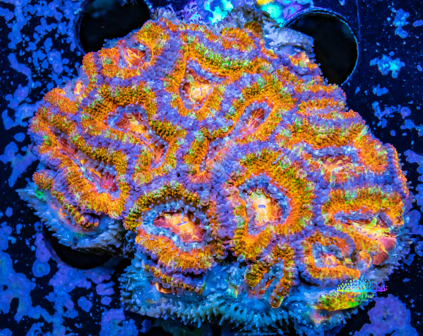 LPS -Acan- Lord- lordhowensis -Micromussa  Ultra Acan WYSIWYG 6cm LPS -Acan- Lord- lordhowensis -Micromussa  Ultra Acan WYSIWYG 6cm LPS LPS -Acan- Lord- lordhowensis -Micromussa  Ultra Acan WYSIWYG 6cm Zeo Box Reef