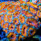 LPS -Acan- Lord- lordhowensis -Micromussa  Ultra Acan WYSIWYG 8cm LPS -Acan- Lord- lordhowensis -Micromussa  Ultra Acan WYSIWYG 8cm LPS LPS -Acan- Lord- lordhowensis -Micromussa  Ultra Acan WYSIWYG 8cm Zeo Box Reef