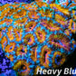 LPS -Acan- Lord- lordhowensis -Micromussa  Ultra Acan WYSIWYG 8cm LPS -Acan- Lord- lordhowensis -Micromussa  Ultra Acan WYSIWYG 8cm LPS LPS -Acan- Lord- lordhowensis -Micromussa  Ultra Acan WYSIWYG 8cm Zeo Box Reef