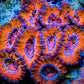 LPS -Acan- Lord- lordhowensis Mircomussa - Ultra Acan WYSIWYG 6cm LPS -Acan- Lord- lordhowensis Mircomussa - Ultra Acan WYSIWYG 6cm LPS LPS -Acan- Lord- lordhowensis Mircomussa - Ultra Acan WYSIWYG 6cm Zeo Box Reef