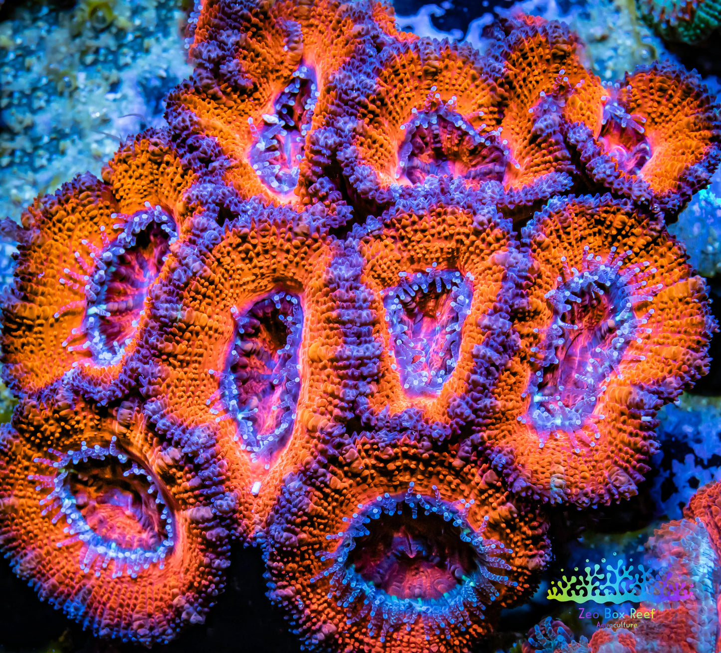 LPS -Acan- Lord- lordhowensis Mircomussa - Ultra Acan WYSIWYG 6cm LPS -Acan- Lord- lordhowensis Mircomussa - Ultra Acan WYSIWYG 6cm LPS LPS -Acan- Lord- lordhowensis Mircomussa - Ultra Acan WYSIWYG 6cm Zeo Box Reef