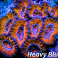 LPS -Acan- Lord- lordhowensis Mircomussa - Ultra Acan WYSIWYG 6cm LPS -Acan- Lord- lordhowensis Mircomussa - Ultra Acan WYSIWYG 6cm LPS LPS -Acan- Lord- lordhowensis Mircomussa - Ultra Acan WYSIWYG 6cm Zeo Box Reef