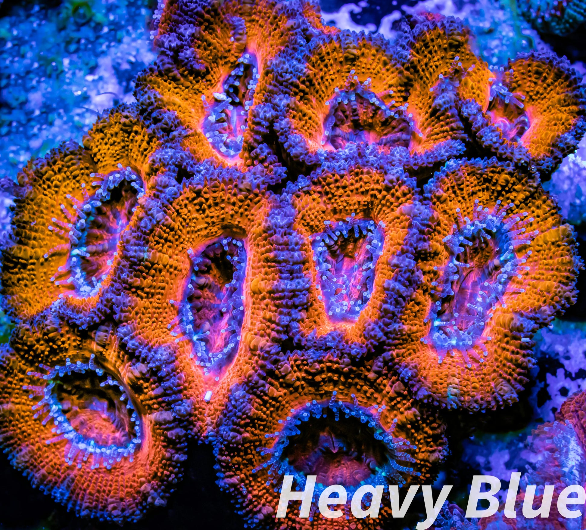 LPS -Acan- Lord- lordhowensis Mircomussa - Ultra Acan WYSIWYG 6cm LPS -Acan- Lord- lordhowensis Mircomussa - Ultra Acan WYSIWYG 6cm LPS LPS -Acan- Lord- lordhowensis Mircomussa - Ultra Acan WYSIWYG 6cm Zeo Box Reef