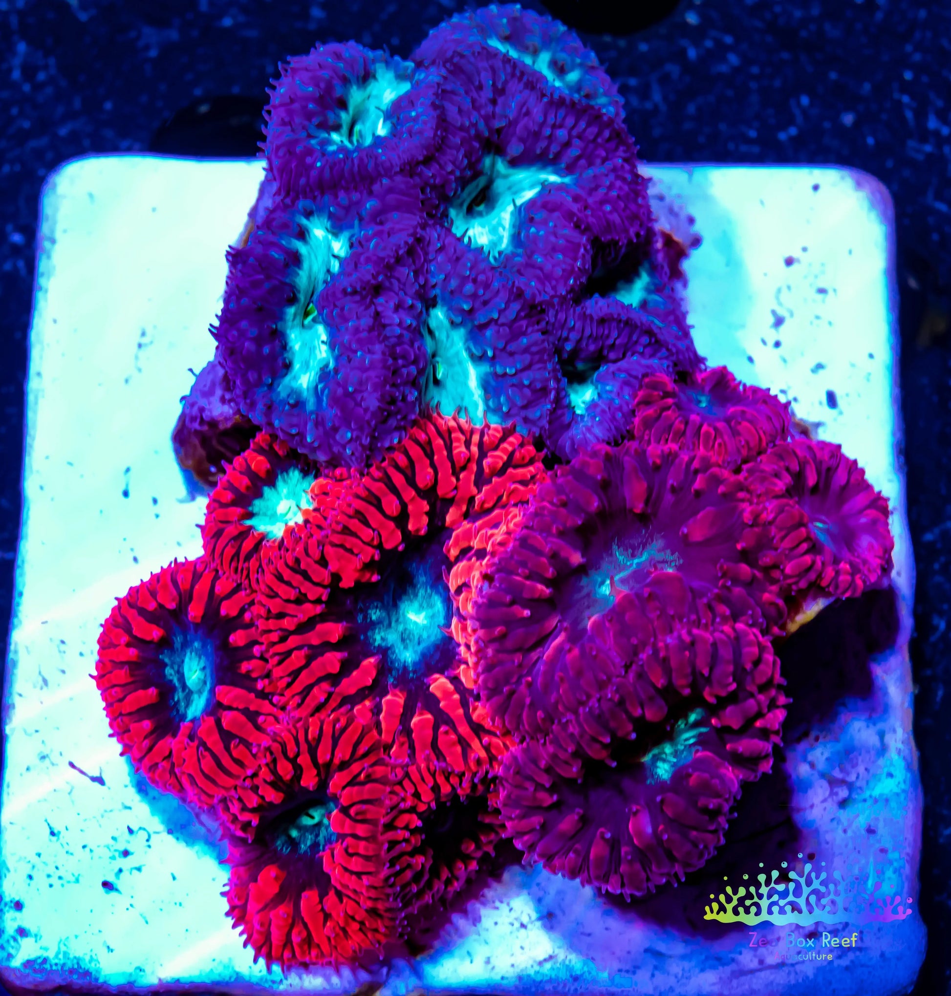 LPS- Blastomussa wellsi coral- Blasto Garden WYSIWYG LPS- Blastomussa wellsi coral- Blasto Garden WYSIWYG LPS LPS- Blastomussa wellsi coral- Blasto Garden WYSIWYG Zeo Box Reef