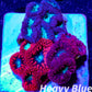 LPS- Blastomussa wellsi coral- Blasto Garden WYSIWYG LPS- Blastomussa wellsi coral- Blasto Garden WYSIWYG LPS LPS- Blastomussa wellsi coral- Blasto Garden WYSIWYG Zeo Box Reef