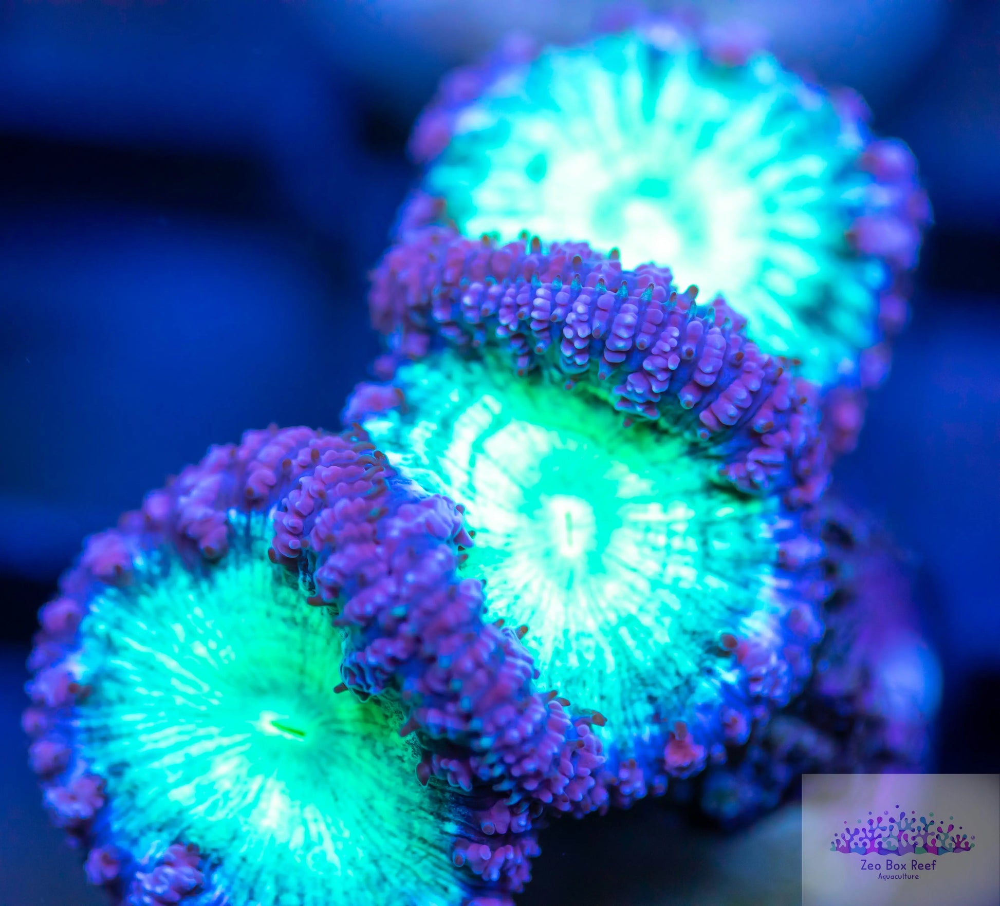 LPS- Blastomussa wellsi coral- Green and Purple Blaso Frag LPS- Blastomussa wellsi coral- Green and Purple Blaso Frag LPS LPS- Blastomussa wellsi coral- Green and Purple Blaso Frag Zeo Box Reef