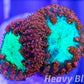 LPS- Blastomussa wellsi coral- Red & Neon Green Blasto Frag LPS- Blastomussa wellsi coral- Red & Neon Green Blasto Frag LPS LPS- Blastomussa wellsi coral- Red & Neon Green Blasto Frag Zeo Box Reef