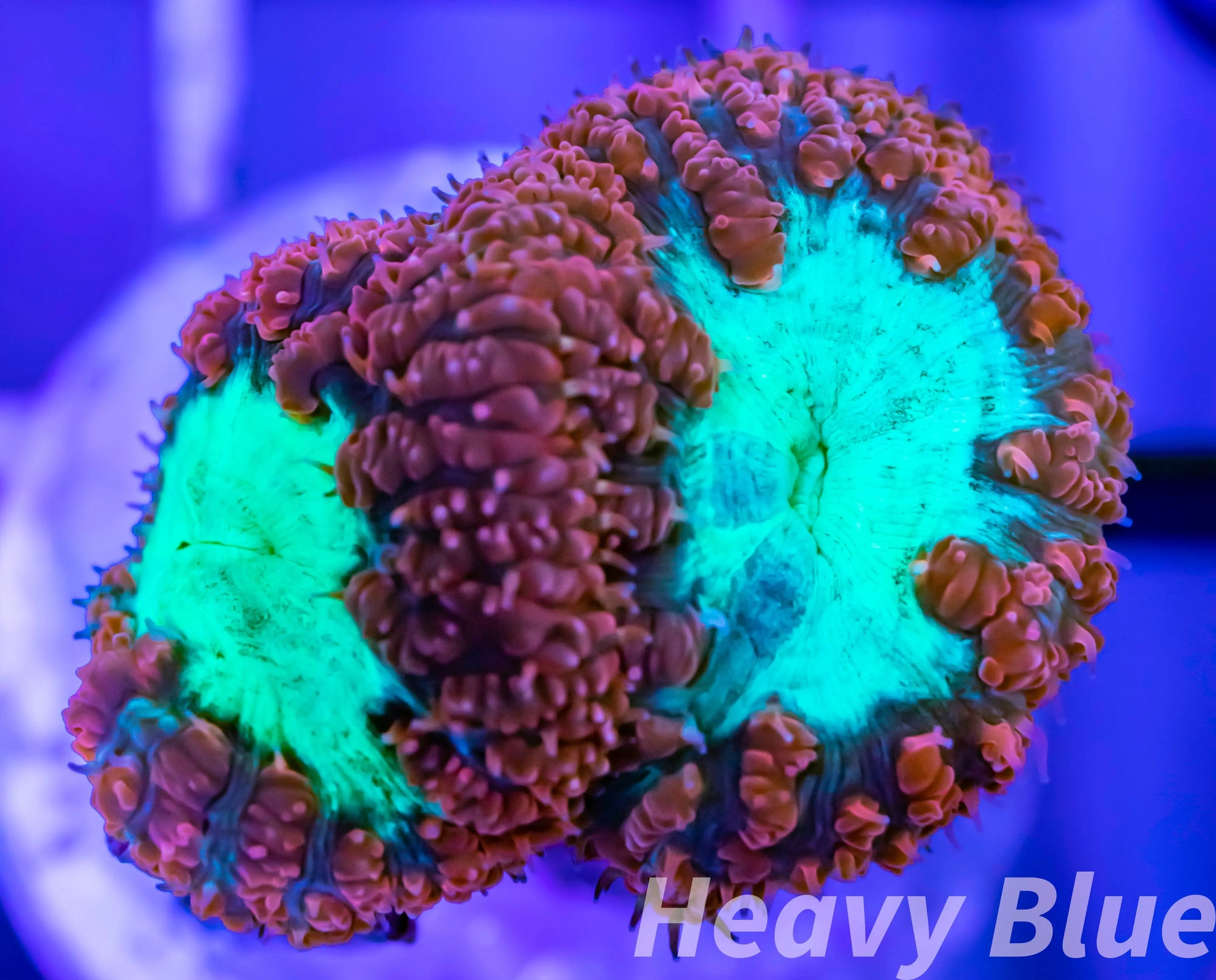 LPS- Blastomussa wellsi coral- Red & Neon Green Blasto Frag LPS- Blastomussa wellsi coral- Red & Neon Green Blasto Frag LPS LPS- Blastomussa wellsi coral- Red & Neon Green Blasto Frag Zeo Box Reef