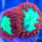 LPS- Blastomussa wellsi coral- Red & Neon Green Blasto Frag LPS- Blastomussa wellsi coral- Red & Neon Green Blasto Frag LPS LPS- Blastomussa wellsi coral- Red & Neon Green Blasto Frag Zeo Box Reef