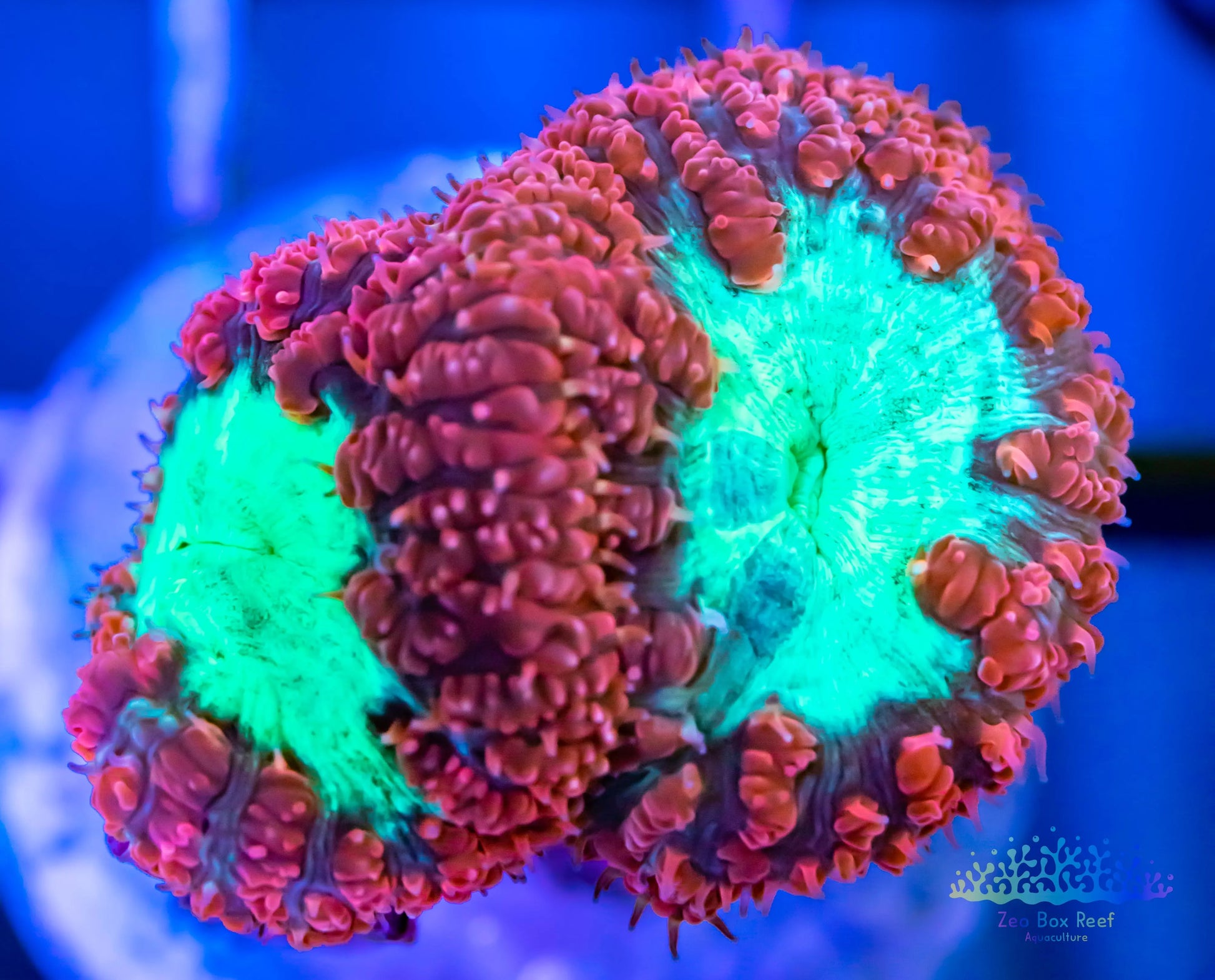 LPS- Blastomussa wellsi coral- Red & Neon Green Blasto Frag LPS- Blastomussa wellsi coral- Red & Neon Green Blasto Frag LPS LPS- Blastomussa wellsi coral- Red & Neon Green Blasto Frag Zeo Box Reef