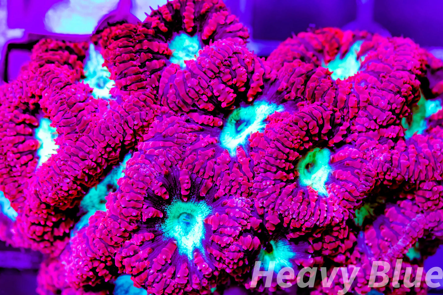 LPS- Blastomussa wellsi coral- Red & Neon Green Blasto Mini colony 8cm WYSIWYG LPS- Blastomussa wellsi coral- Red & Neon Green Blasto Mini colony 8cm WYSIWYG LPS LPS- Blastomussa wellsi coral- Red & Neon Green Blasto Mini colony 8cm WYSIWYG Zeo Box Reef