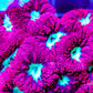 LPS- Blastomussa wellsi coral- Red & Neon Green Blasto Mini colony 8cm WYSIWYG LPS- Blastomussa wellsi coral- Red & Neon Green Blasto Mini colony 8cm WYSIWYG LPS LPS- Blastomussa wellsi coral- Red & Neon Green Blasto Mini colony 8cm WYSIWYG Zeo Box Reef