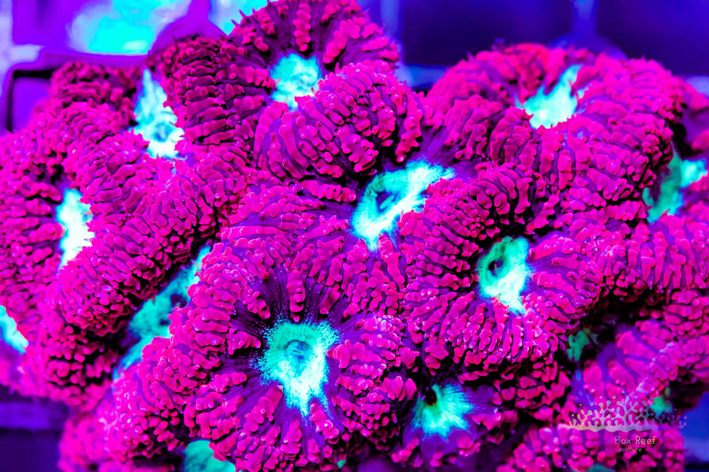 LPS- Blastomussa wellsi coral- Red & Neon Green Blasto Mini colony 8cm WYSIWYG LPS- Blastomussa wellsi coral- Red & Neon Green Blasto Mini colony 8cm WYSIWYG LPS LPS- Blastomussa wellsi coral- Red & Neon Green Blasto Mini colony 8cm WYSIWYG Zeo Box Reef