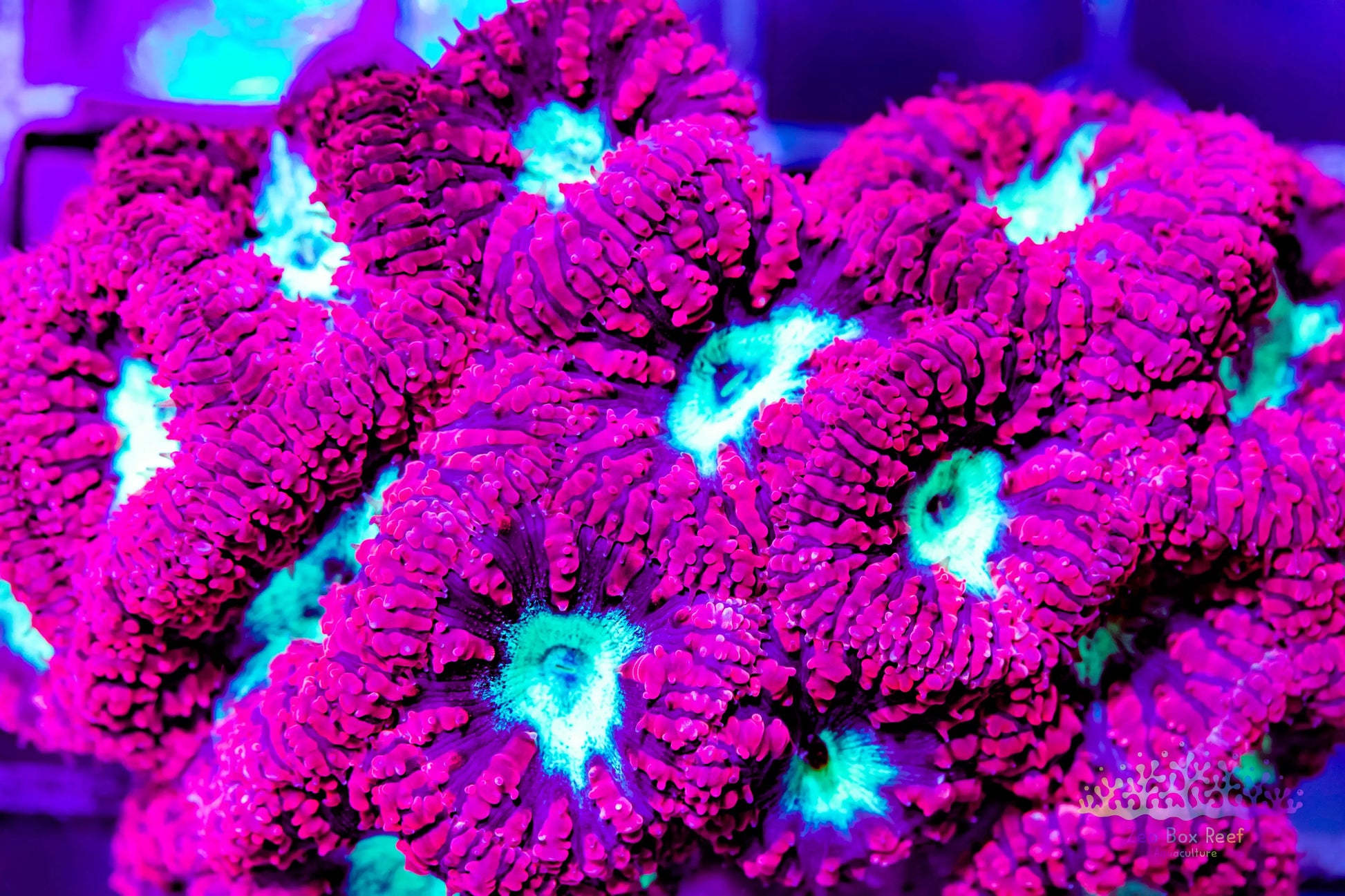 LPS- Blastomussa wellsi coral- Red & Neon Green Blasto Mini colony 8cm WYSIWYG LPS- Blastomussa wellsi coral- Red & Neon Green Blasto Mini colony 8cm WYSIWYG LPS LPS- Blastomussa wellsi coral- Red & Neon Green Blasto Mini colony 8cm WYSIWYG Zeo Box Reef