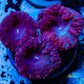 LPS- Blastomussa wellsi coral- WYSIWYG Blasto Frag LPS- Blastomussa wellsi coral- WYSIWYG Blasto Frag LPS LPS- Blastomussa wellsi coral- WYSIWYG Blasto Frag Zeo Box Reef