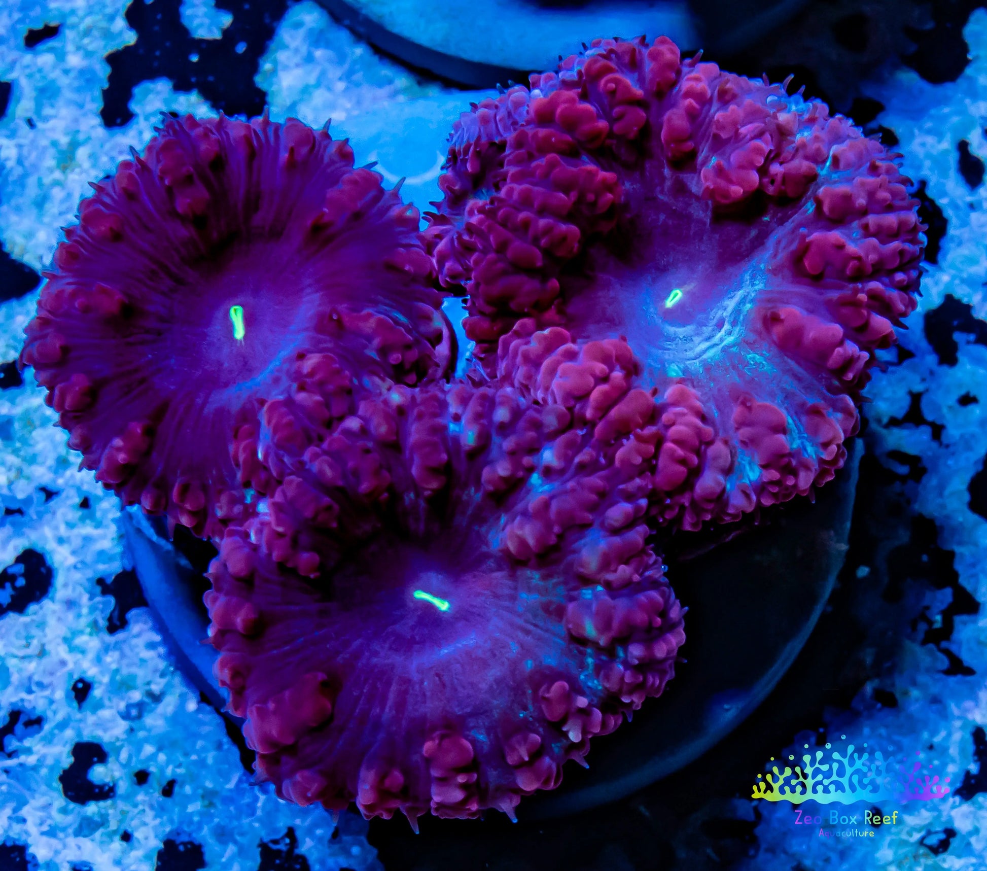 LPS- Blastomussa wellsi coral- WYSIWYG Blasto Frag LPS- Blastomussa wellsi coral- WYSIWYG Blasto Frag LPS LPS- Blastomussa wellsi coral- WYSIWYG Blasto Frag Zeo Box Reef