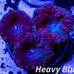 LPS- Blastomussa wellsi coral- WYSIWYG Blasto Frag LPS- Blastomussa wellsi coral- WYSIWYG Blasto Frag LPS LPS- Blastomussa wellsi coral- WYSIWYG Blasto Frag Zeo Box Reef