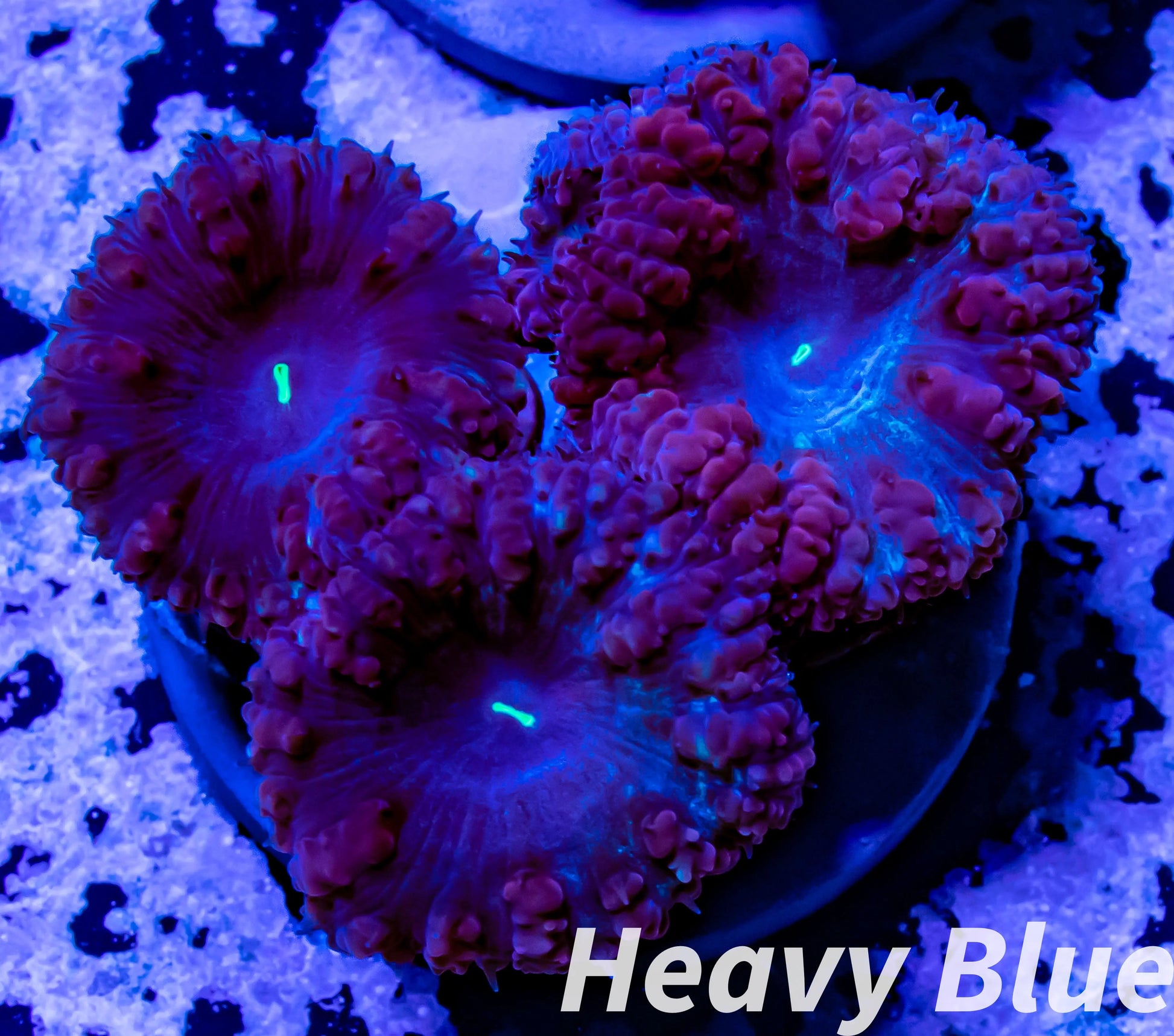 LPS- Blastomussa wellsi coral- WYSIWYG Blasto Frag LPS- Blastomussa wellsi coral- WYSIWYG Blasto Frag LPS LPS- Blastomussa wellsi coral- WYSIWYG Blasto Frag Zeo Box Reef