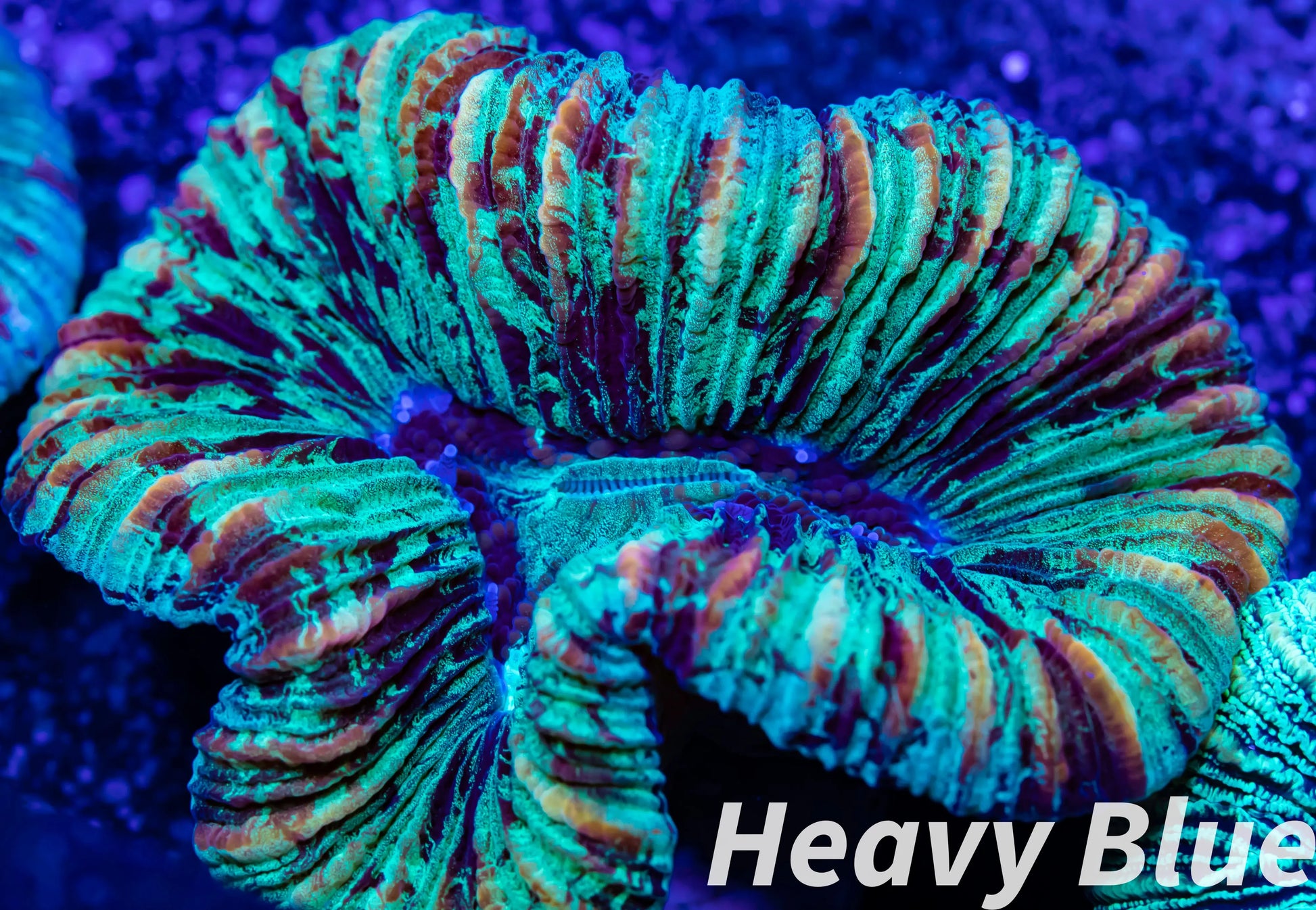 LPS- Trachyphyllia- Trachy WYSIWYG 4cm LPS- Trachyphyllia- Trachy WYSIWYG 4cm LPS LPS- Trachyphyllia- Trachy WYSIWYG 4cm Zeo Box Reef