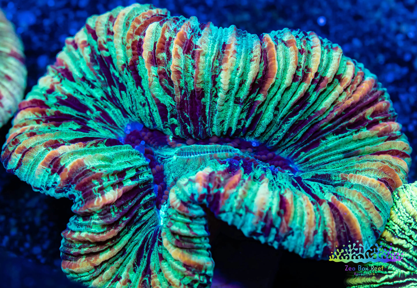 LPS- Trachyphyllia- Trachy WYSIWYG 4cm LPS- Trachyphyllia- Trachy WYSIWYG 4cm LPS LPS- Trachyphyllia- Trachy WYSIWYG 4cm Zeo Box Reef