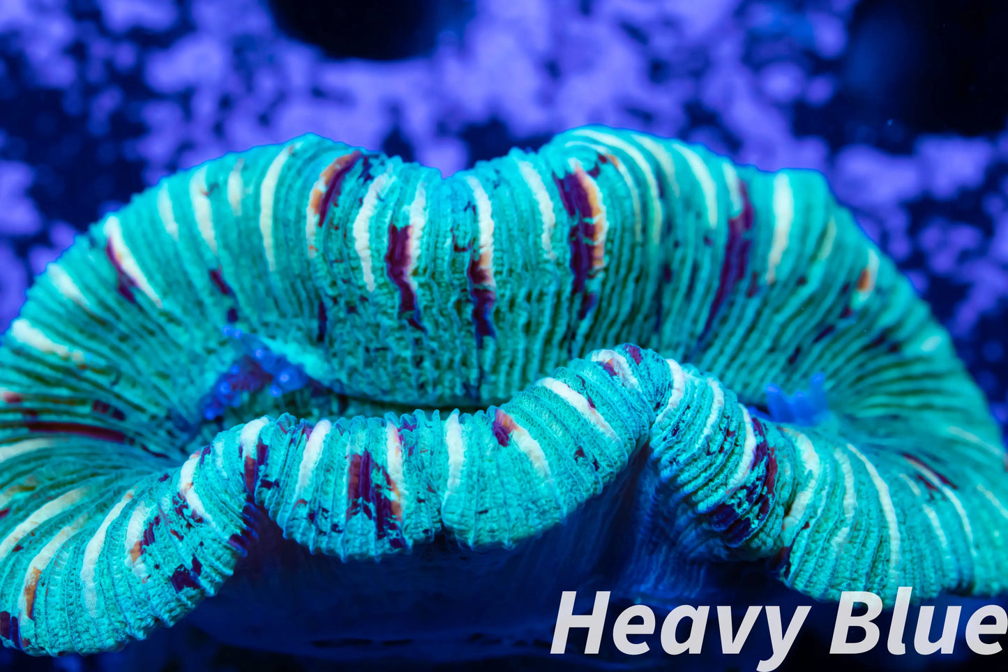 LPS- Trachyphyllia- WA Trachy WYSIWYG 4cm LPS- Trachyphyllia- WA Trachy WYSIWYG 4cm LPS LPS- Trachyphyllia- WA Trachy WYSIWYG 4cm Zeo Box Reef