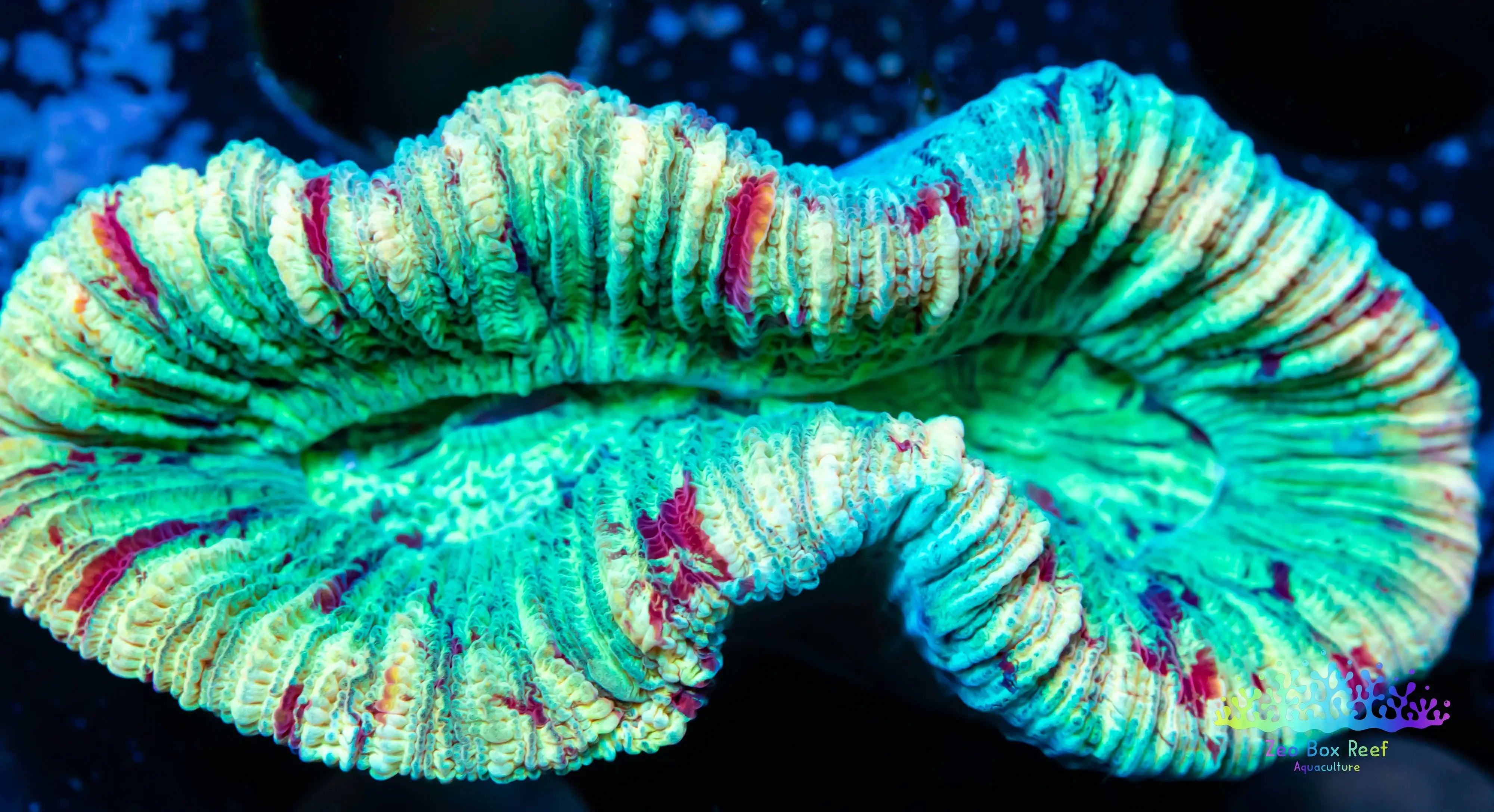 LPS- Trachyphyllia- WA Trachy WYSIWYG 4cm – Zeo Box Reef Aquaculture