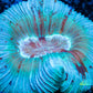 LPS- Trachyphyllia- WA Trachy WYSIWYG 4cm LPS- Trachyphyllia- WA Trachy WYSIWYG 4cm LPS LPS- Trachyphyllia- WA Trachy WYSIWYG 4cm Zeo Box Reef