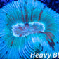 LPS- Trachyphyllia- WA Trachy WYSIWYG 4cm LPS- Trachyphyllia- WA Trachy WYSIWYG 4cm LPS LPS- Trachyphyllia- WA Trachy WYSIWYG 4cm Zeo Box Reef