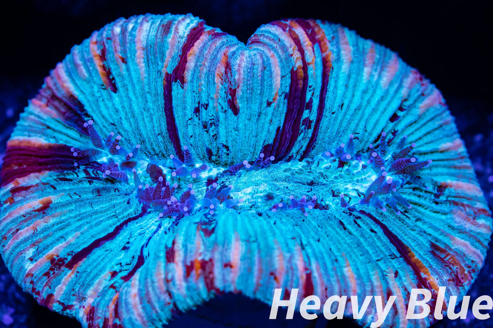 LPS- Trachyphyllia- WA Trachy WYSIWYG 5cm LPS- Trachyphyllia- WA Trachy WYSIWYG 5cm LPS LPS- Trachyphyllia- WA Trachy WYSIWYG 5cm Zeo Box Reef