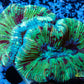 LPS- Trachyphyllia- WA Trachy WYSIWYG 5cm LPS- Trachyphyllia- WA Trachy WYSIWYG 5cm LPS LPS- Trachyphyllia- WA Trachy WYSIWYG 5cm Zeo Box Reef