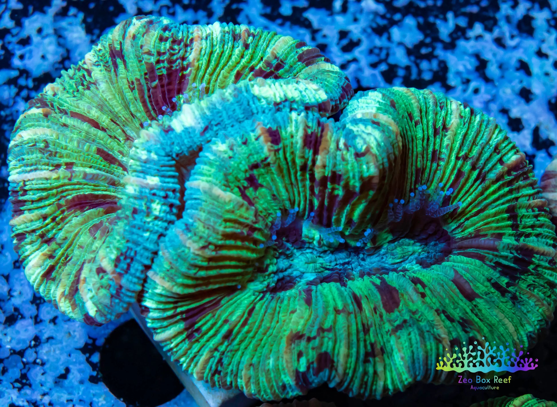 LPS- Trachyphyllia- WA Trachy WYSIWYG 5cm LPS- Trachyphyllia- WA Trachy WYSIWYG 5cm LPS LPS- Trachyphyllia- WA Trachy WYSIWYG 5cm Zeo Box Reef