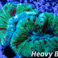 LPS- Trachyphyllia- WA Trachy WYSIWYG 5cm LPS- Trachyphyllia- WA Trachy WYSIWYG 5cm LPS LPS- Trachyphyllia- WA Trachy WYSIWYG 5cm Zeo Box Reef