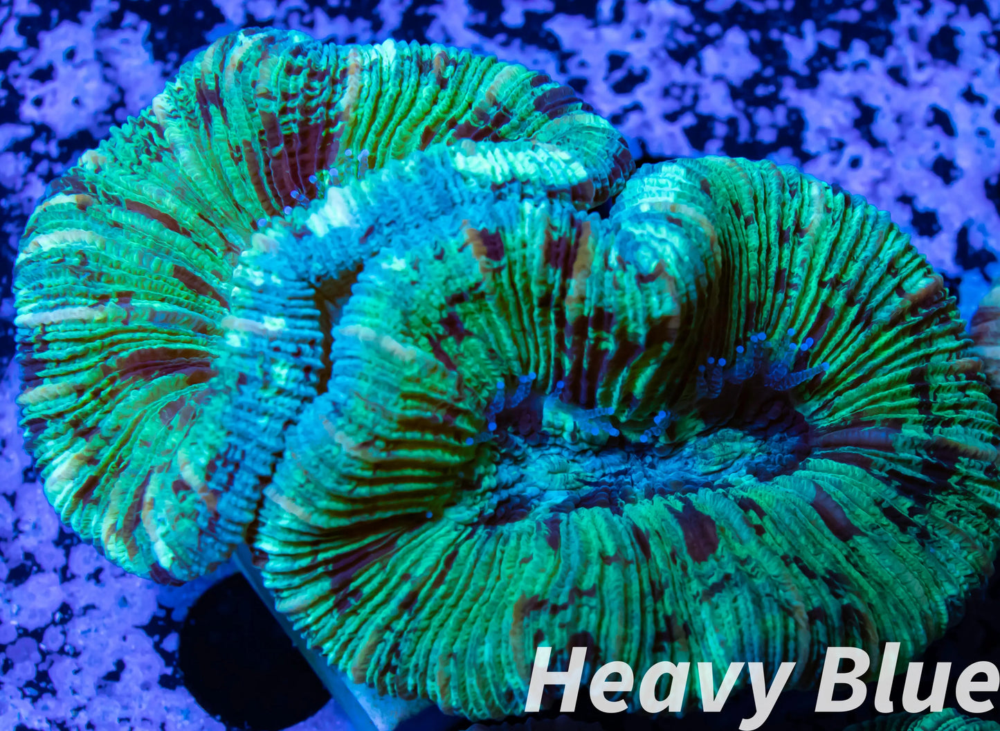 LPS- Trachyphyllia- WA Trachy WYSIWYG 5cm LPS- Trachyphyllia- WA Trachy WYSIWYG 5cm LPS LPS- Trachyphyllia- WA Trachy WYSIWYG 5cm Zeo Box Reef