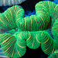 LPS- Trachyphyllia- WA Trachy WYSIWYG 5cm LPS- Trachyphyllia- WA Trachy WYSIWYG 5cm LPS LPS- Trachyphyllia- WA Trachy WYSIWYG 5cm Zeo Box Reef